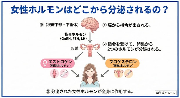 女性ホルモンはどこから分泌されるの？