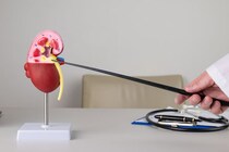 ｢健康診断で腎機能障害を指摘」その後にやるべきことを知っていますか？ 沈黙の臓器“腎臓”の機能について