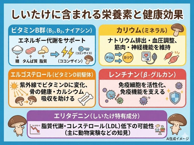 しいたけに含まれる栄養素