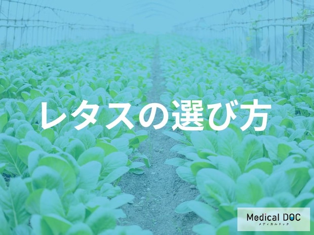 レタスの栄養を逃さない選び方|「重い=良質」は誤解?管理栄養士が教える3つの鮮度基準