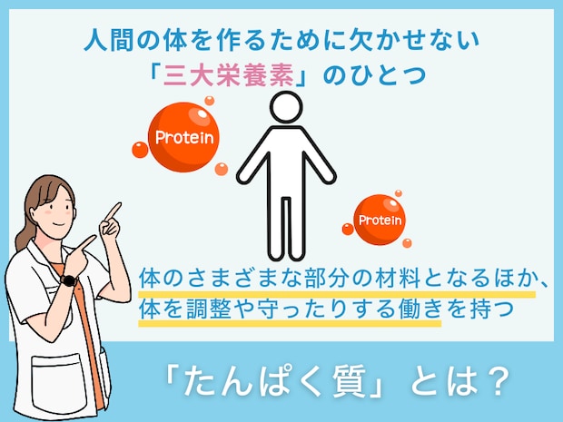 「たんぱく質」とは？