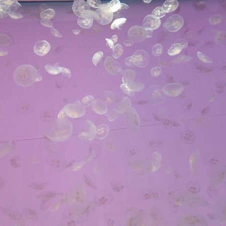 Yamaさん（仮称）