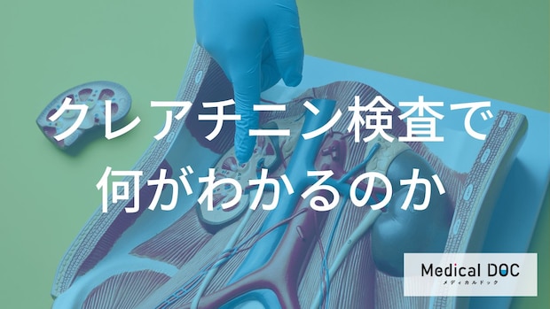 健康診断の「クレアチニン」から知る腎機能や隠れた病気リスクの手がかり