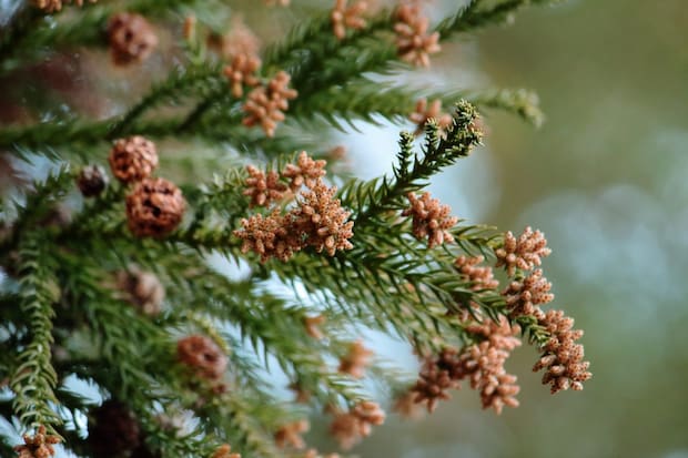 花粉症で咳がでる理由