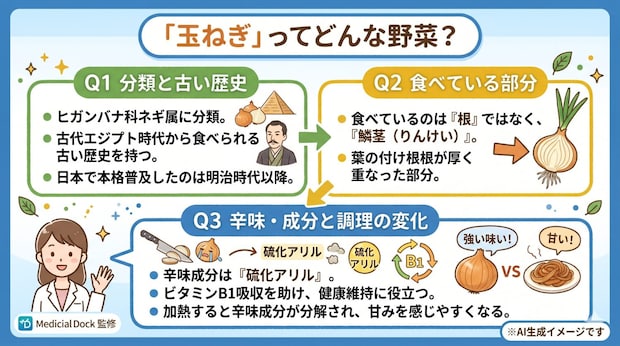 玉ねぎとは?