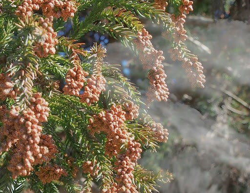 花粉症｜花粉が飛散する時期