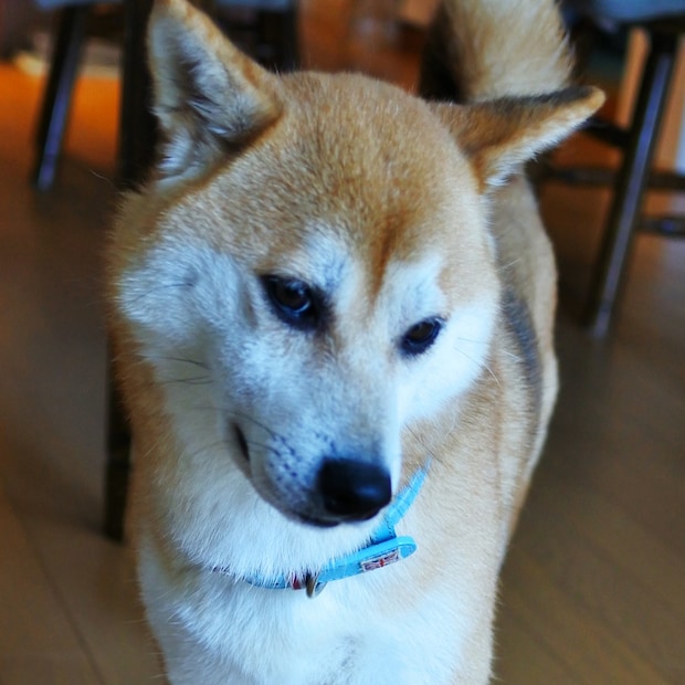 ごんたさん