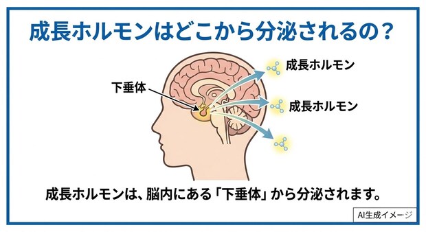 成長ホルモンはどこから分泌されるの?