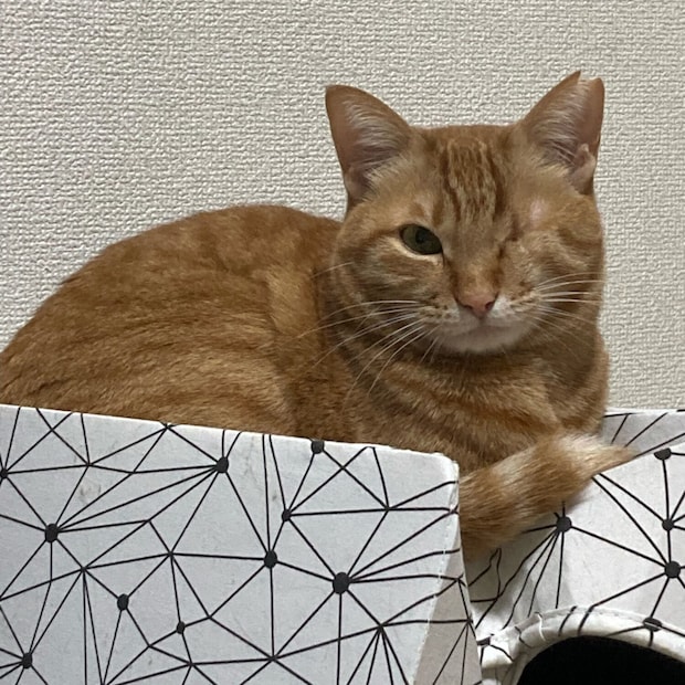 SAKUさん