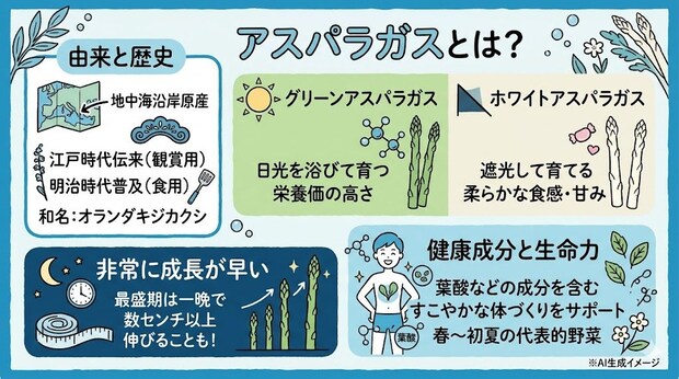 アスパラガスとは?