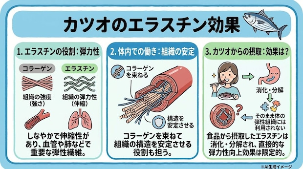 カツオに含まれるエラスチンの効果は？