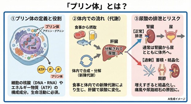 プリン体とは?
