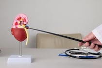｢健康診断で腎機能障害を指摘」その後にやるべきことを知っていますか？ 沈黙の臓器“腎臓”の機能について