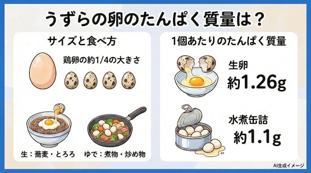 うずらの卵のたんぱく質量はどれくらい？