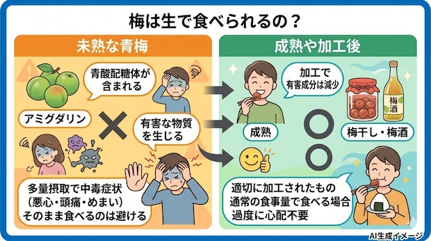 梅は生で食べられるの？