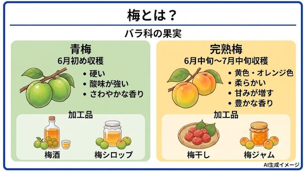 梅とは?