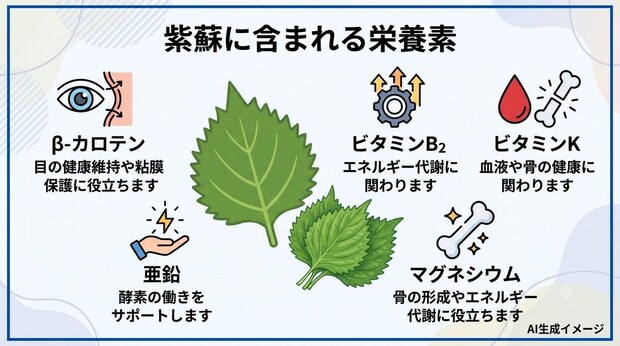 紫蘇に含まれる栄養素