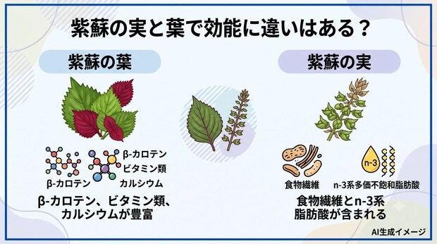 紫蘇の実と葉で効能に違いはある?