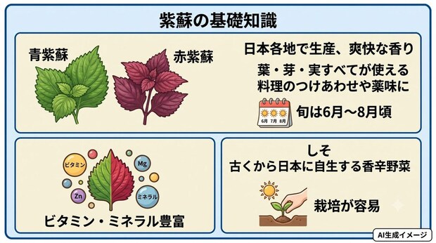 紫蘇とは？