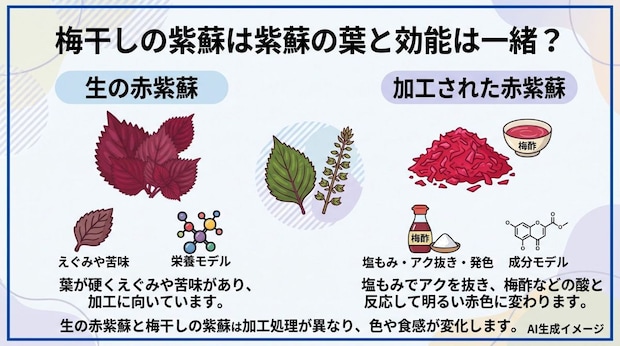 梅干しの紫蘇は紫蘇の葉と効能は一緒?