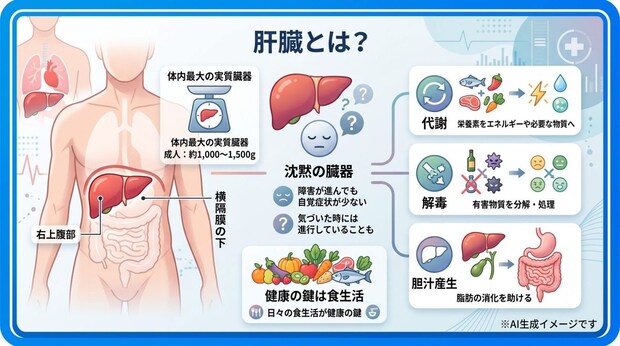 肝臓とは？