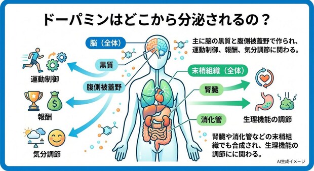 ドーパミンはどこから分泌されるの?