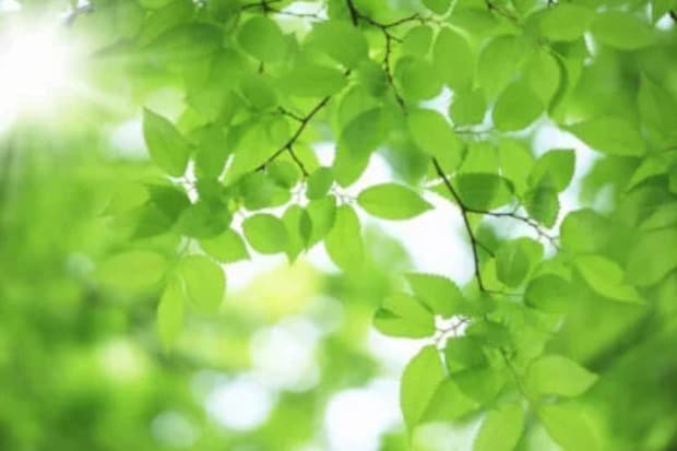 歯周病菌を減らすには？歯周病の原因やセルフケア方法など解説