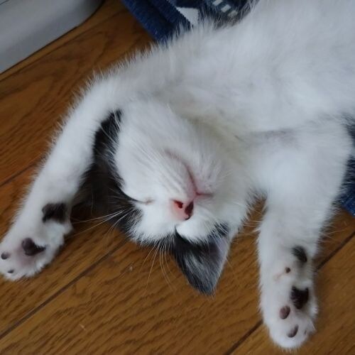 ナンシーさん