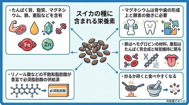 スイカの種に含まれる栄養素