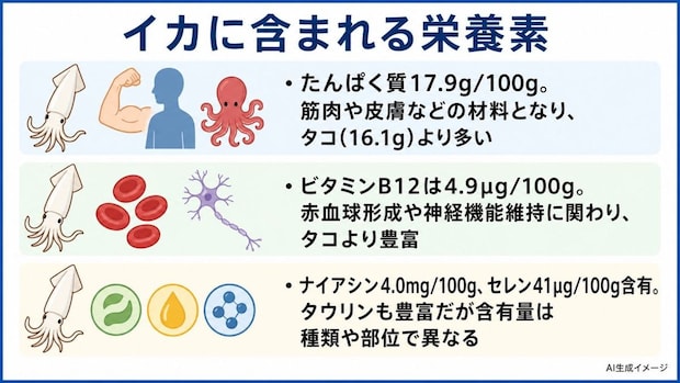 イカに含まれる栄養素