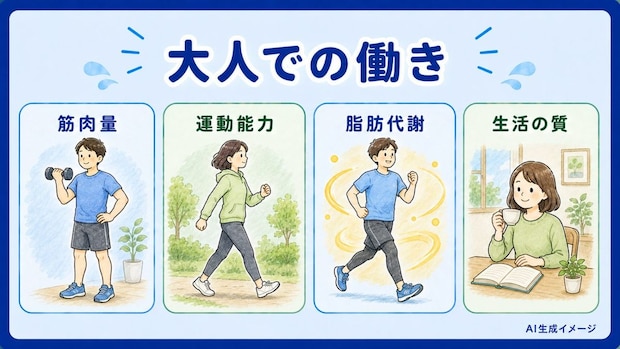 【大人】成長ホルモンの働き