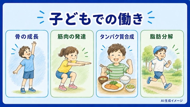 【子供】成長ホルモンの働き