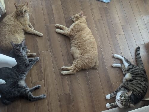 猫