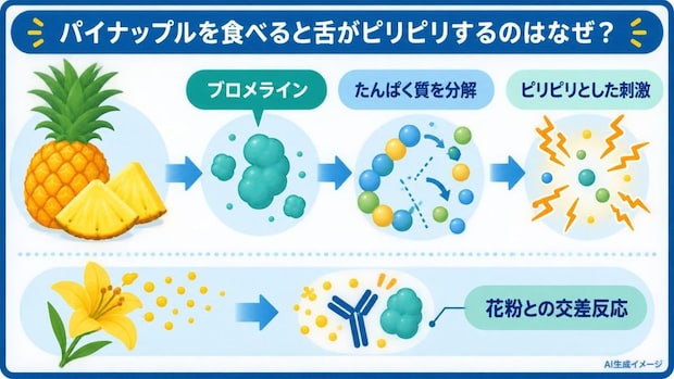 パイナップルを食べると舌がピリピリするのはなぜ?