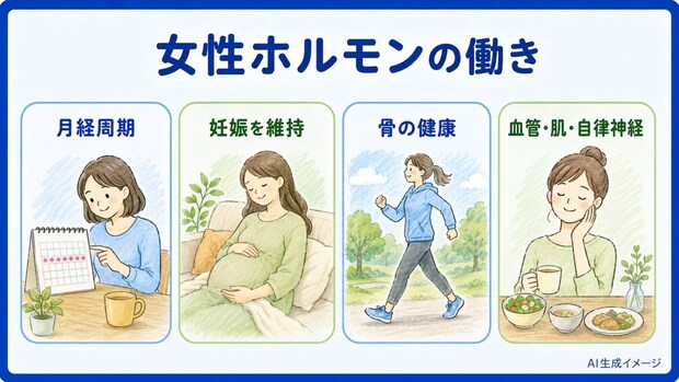 女性ホルモンの働き(役割)