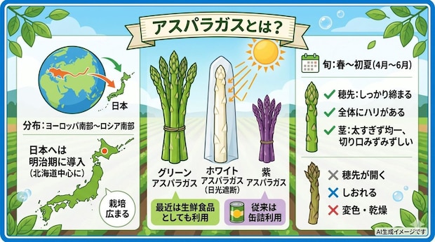 アスパラガスとは?