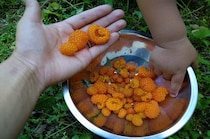 【京都府→島根県雲南市】移住後の食生活について