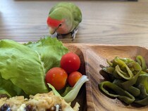 【愛媛県→島根県隠岐の島町】隠岐の虫事情