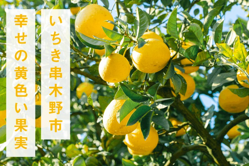 【いちき串木野市ふるさと納税返礼品】【磯部農園】愛知からいちき串木野へ移住！若手農家が育てるサワーポメロ