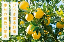 【いちき串木野市ふるさと納税返礼品】【磯部農園】愛知からいちき串木野へ移住！若手農家が育てるサワーポメロ