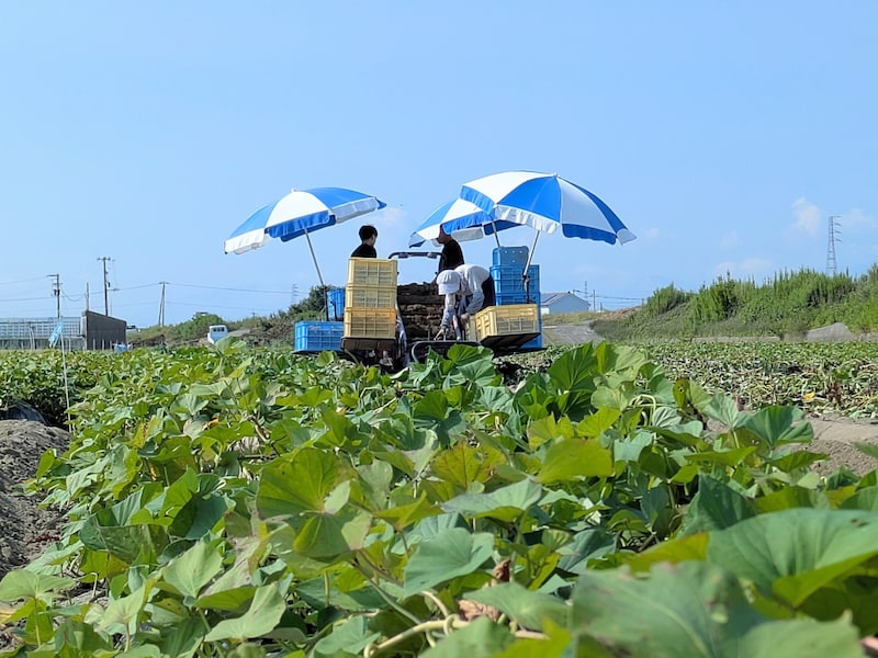 【徳島県鳴門市】なると金時がつなぐ縁。「おてつたび」で見つけた、関係人口の次の一歩