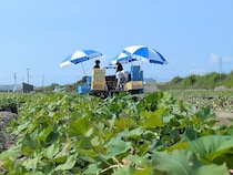 【徳島県鳴門市】なると金時がつなぐ縁。「おてつたび」で見つけた、関係人口の次の一歩