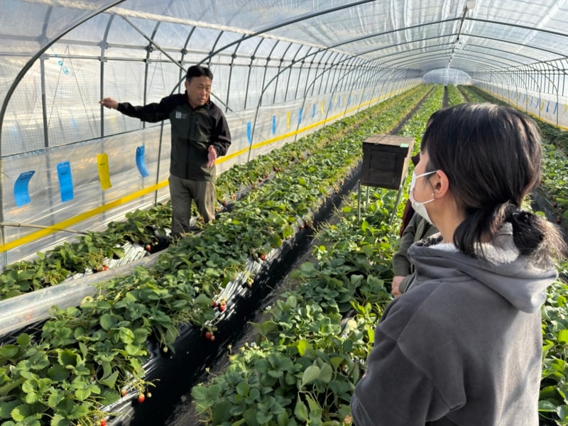 いちご好き、漫画きっかけ、移住の下見——きっかけはそれぞれ、3人が鉾田市の農業体験で見つけた「また来たい理由」【農業体験 参加者インタビュー】