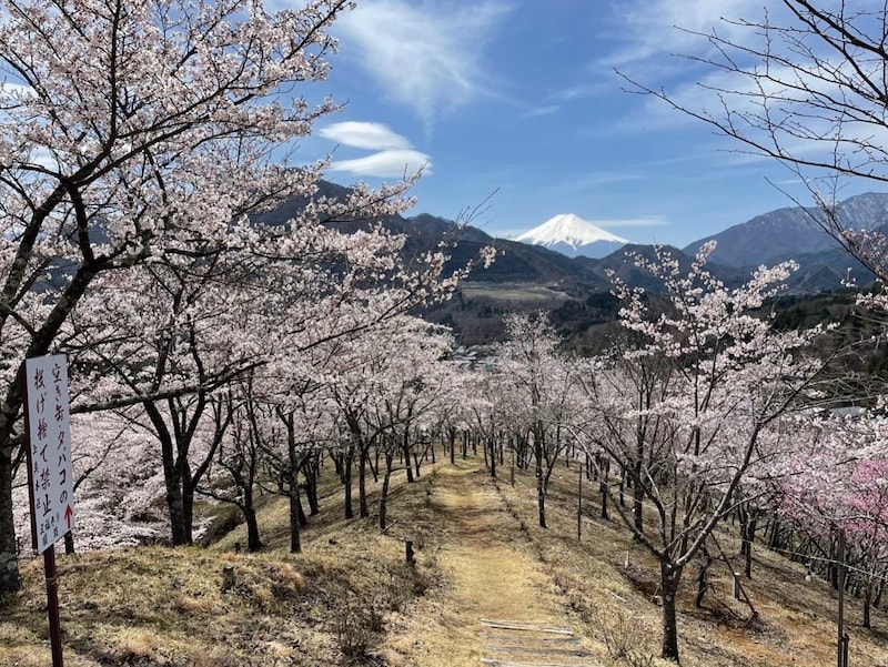 富士山と桜の絶景に心ほどける。山梨県大月市「春らんまん桜マルシェ」で特別な一日を【2026年】
