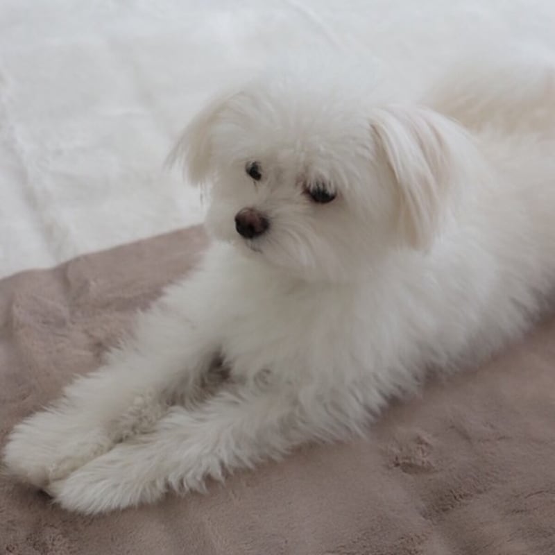 「特別な日常をくれる一枚」進化した伝説の毛布をインスタグラマーさんも体験中。感動の声がぞくぞく！