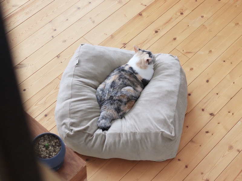 “沼る姿”が愛おしい！とろけるペットベッドに虜のニャンコ＆わんこ最新レポ