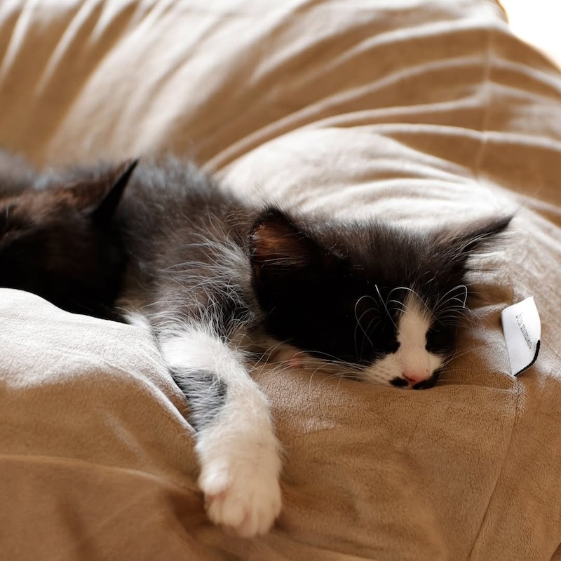 “沼る姿”が愛おしい！とろけるペットベッドに虜のニャンコ＆わんこ最新レポ