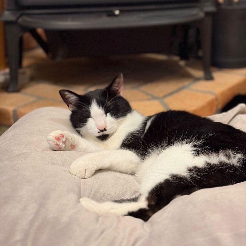“沼る姿”が愛おしい！とろけるペットベッドに虜のニャンコ＆わんこ最新レポ