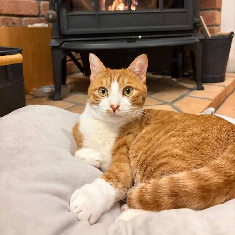 “沼る姿”が愛おしい！とろけるペットベッドに虜のニャンコ＆わんこ最新レポ