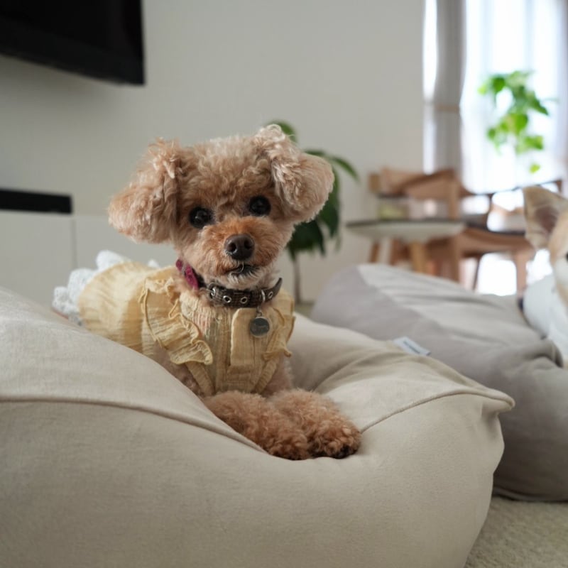 “沼る姿”が愛おしい！とろけるペットベッドに虜のニャンコ＆わんこ最新レポ